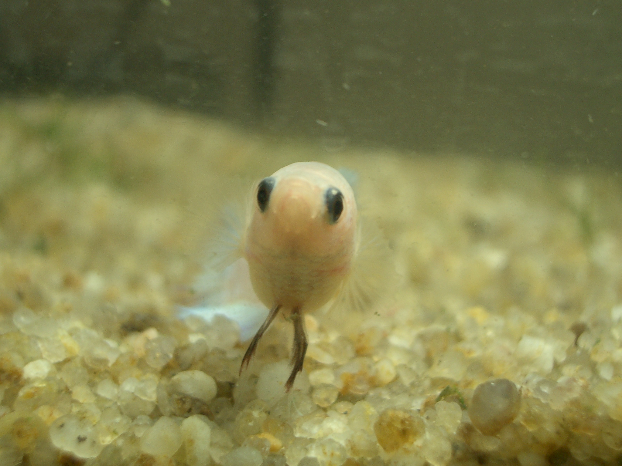 熱帯魚 フトアゴ お魚飼育日記